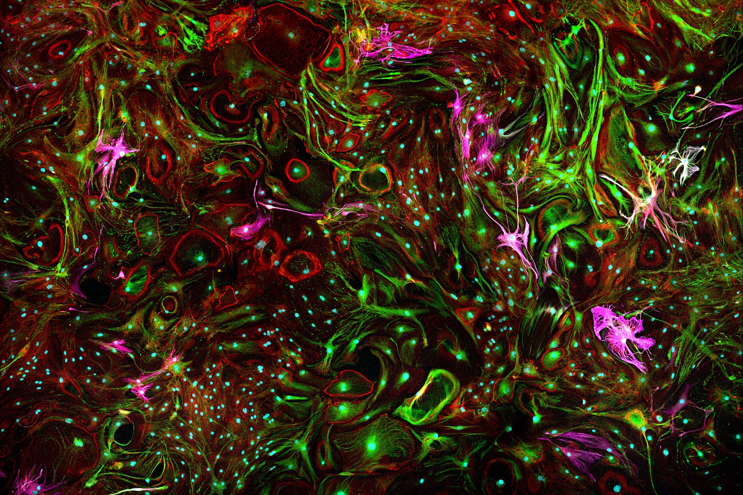 Colors and shapes swirl like paint within a star-shaped cell found in the brain and spinal cord
