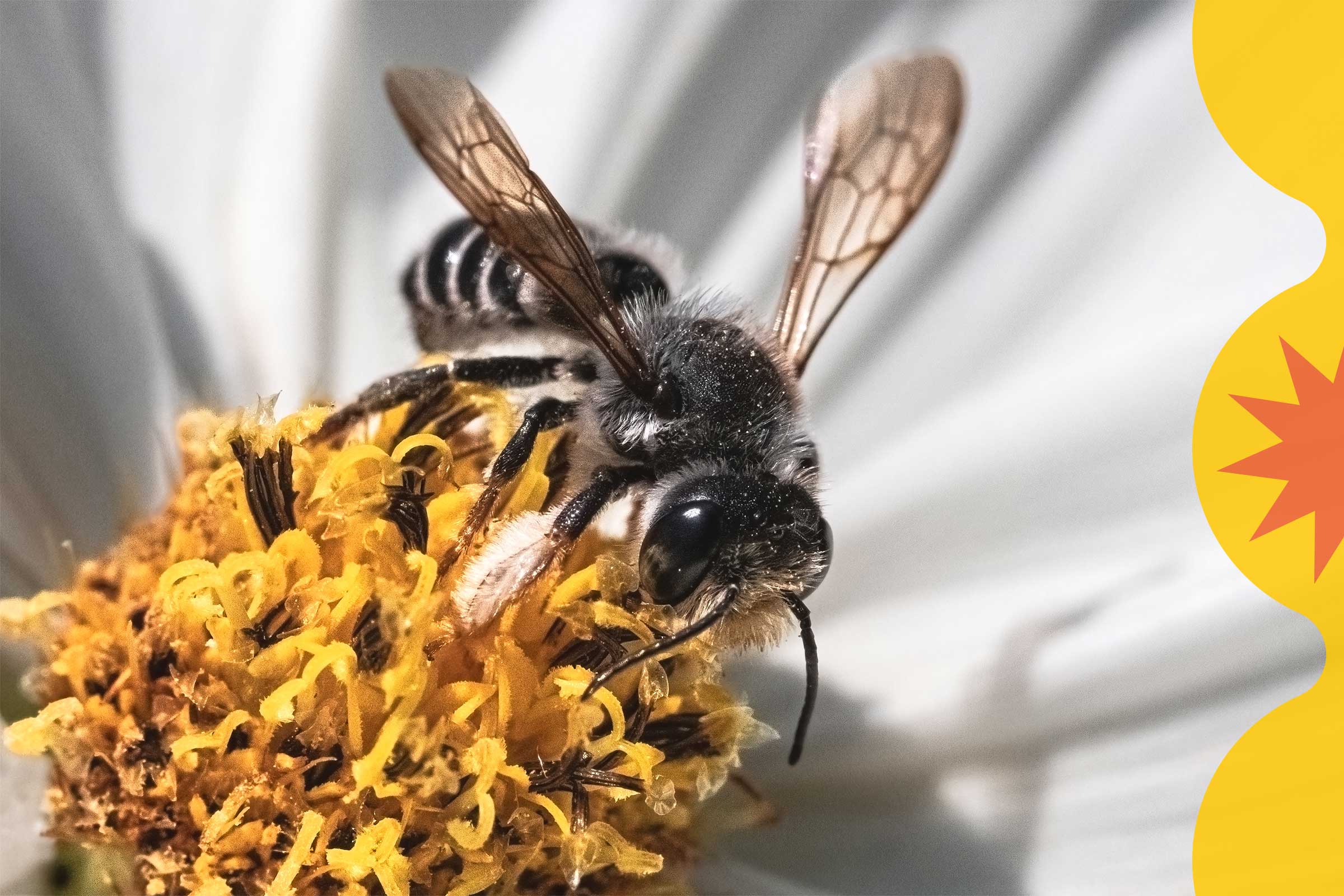 Wings spread, a bee forages and pollinates the center of a flower, while a graphic reads Texas Science Festival 2025