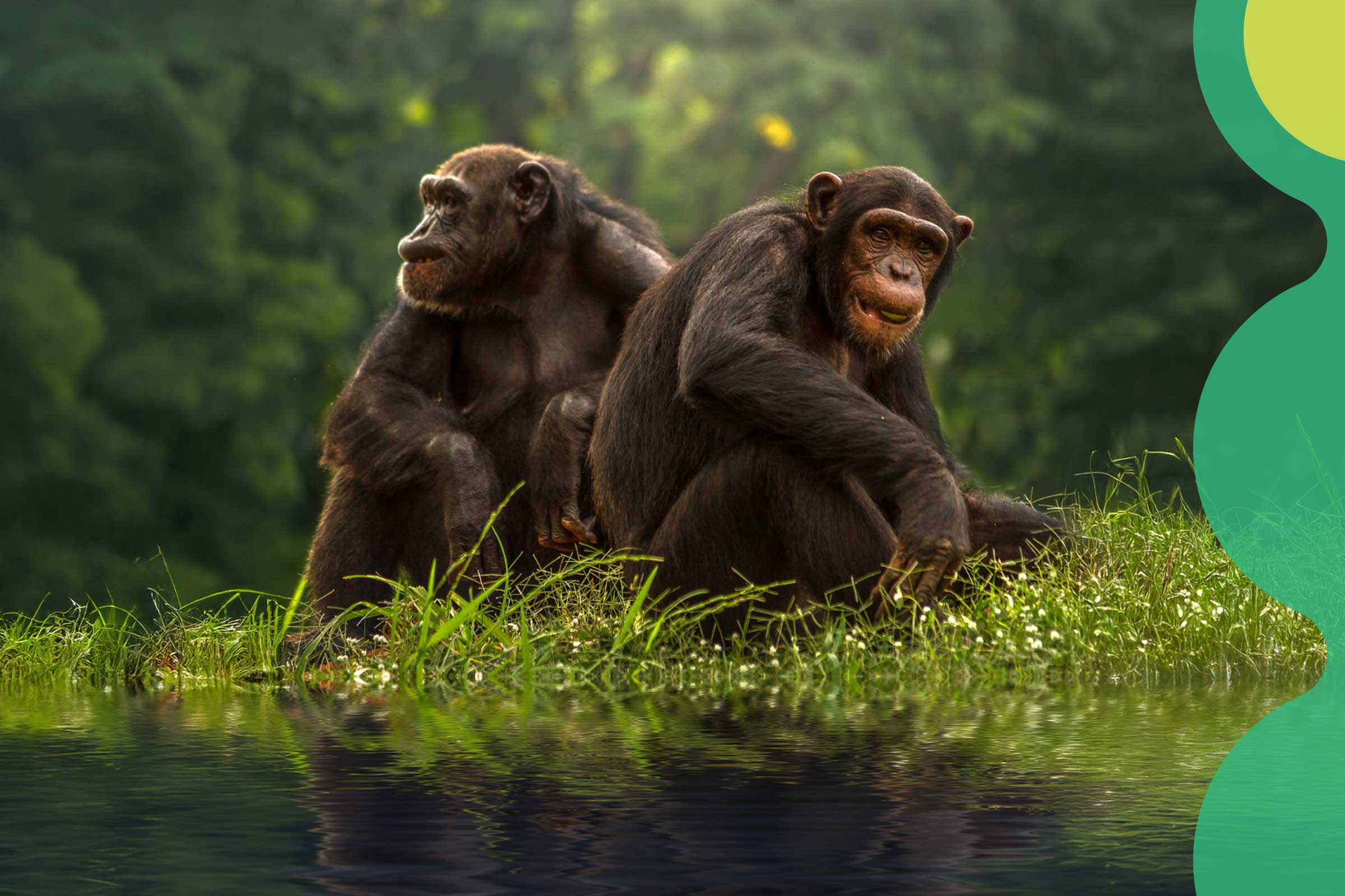 Two chimpanzees sit next to each other in a patch of grass next to a body of water.