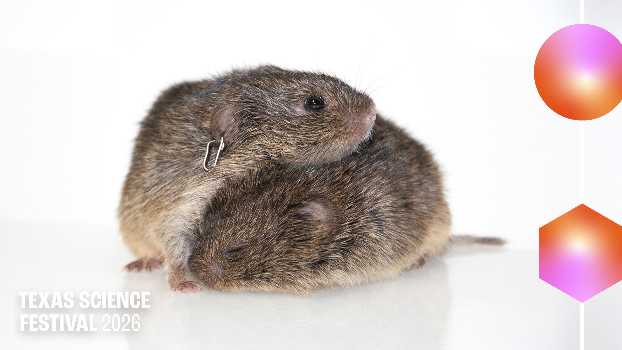 A pair of voles cuddle, surrounded by graphics and the words Texas Science Festival
