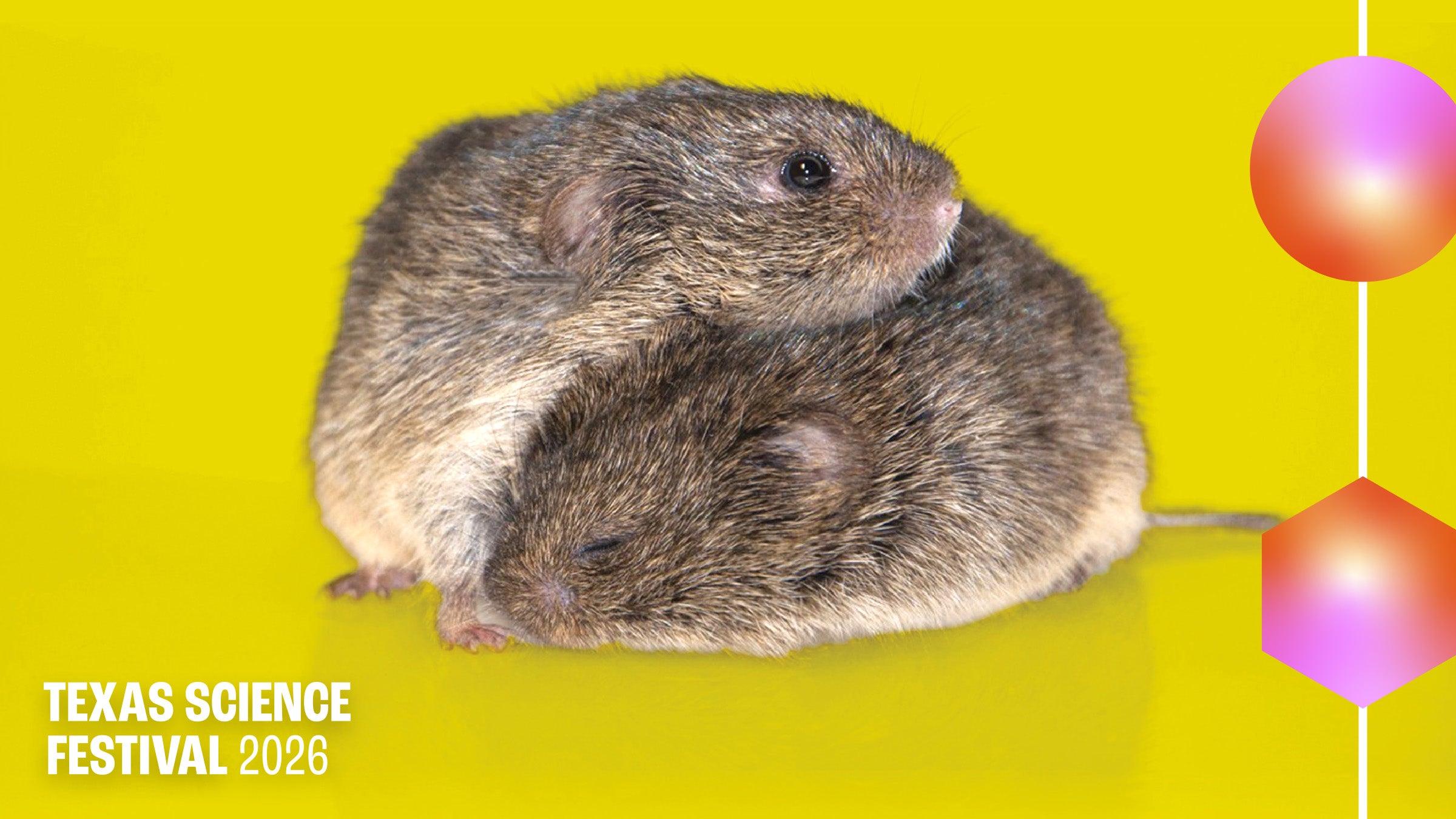 Hot Science Voles