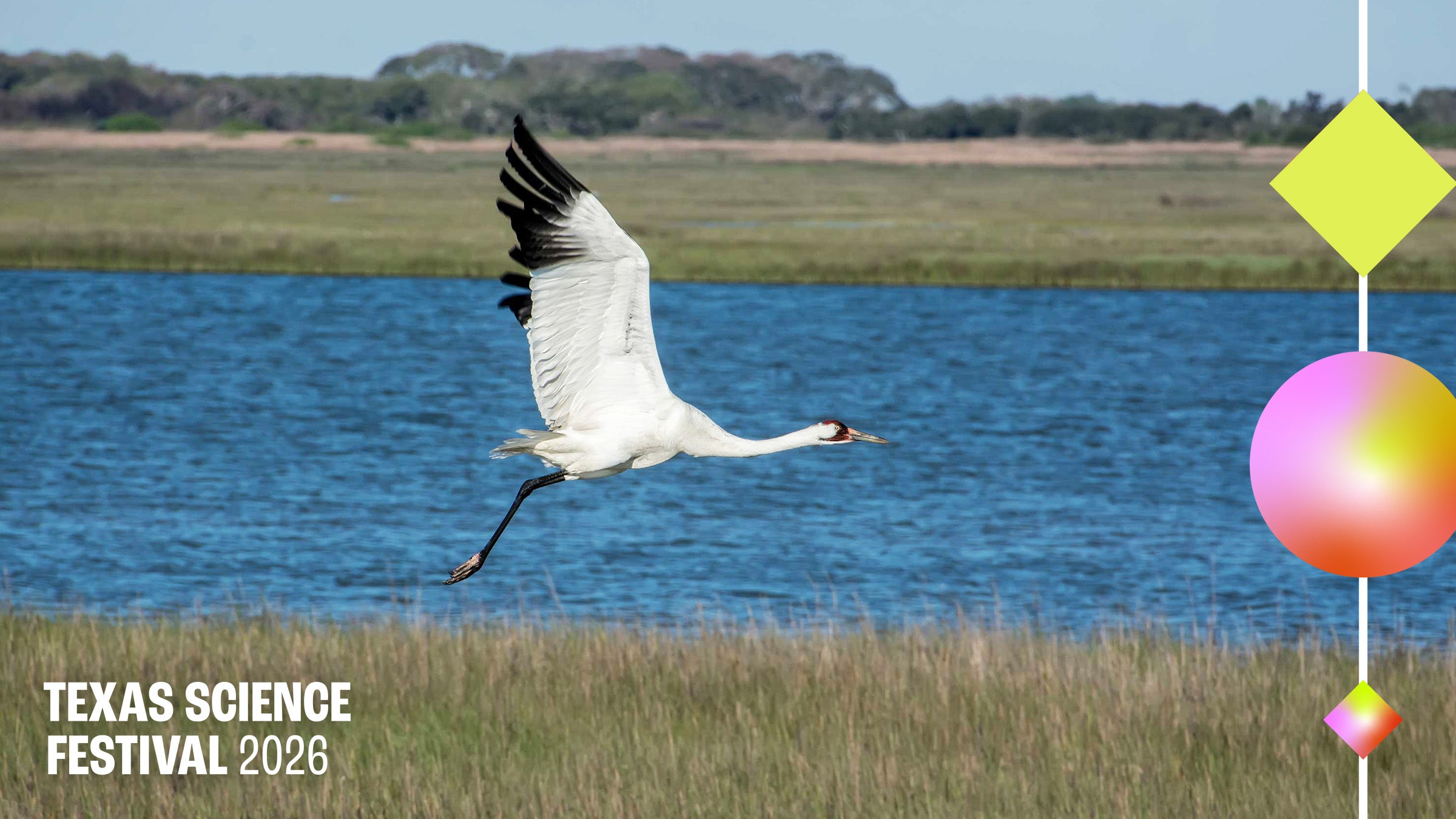 A large water bird takes flight over a coastal marsh