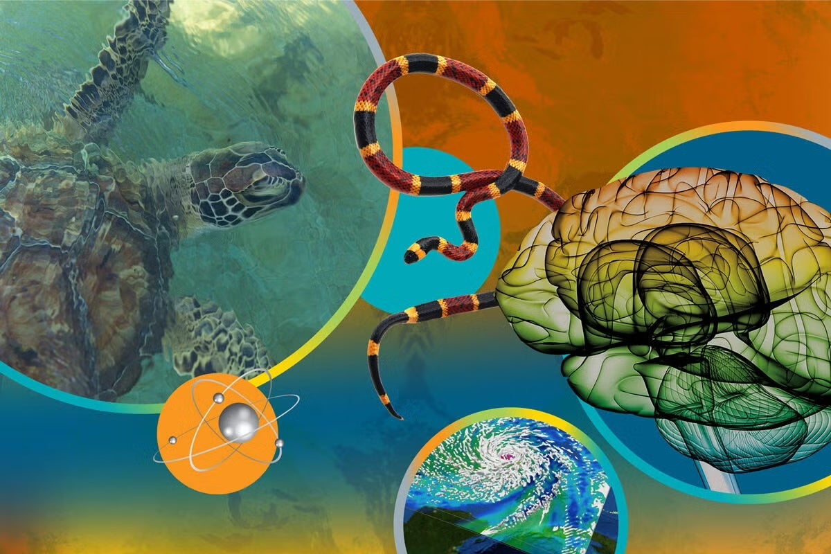 A montage of playful circles and graphics nod to sea turtles, a wild snake, a hurricane, an atom and a brain scan